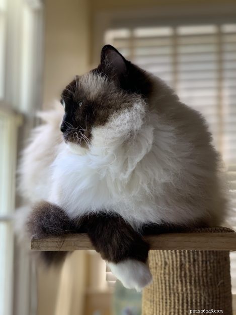 Ragdoll Cats for Sale: Key Guide to Choosing and Buying Your Perfect Ragdoll