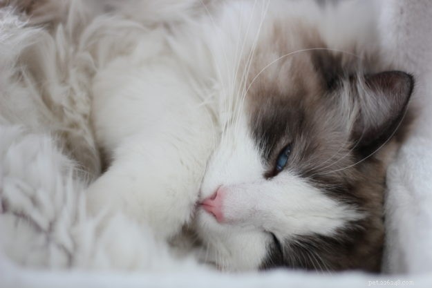 ZeeZee – Featured Ragdoll of the Week