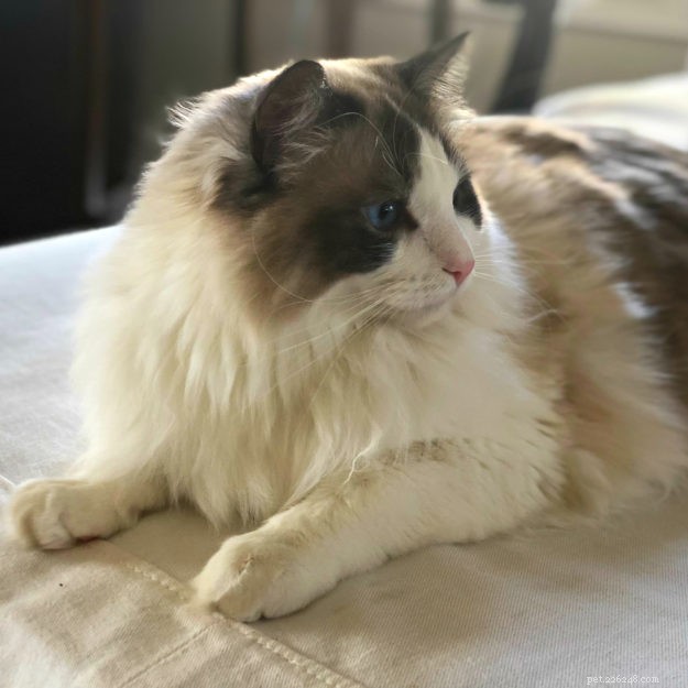 ZeeZee – Featured Ragdoll of the Week