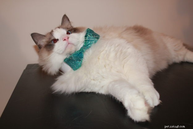 ZeeZee – Featured Ragdoll of the Week