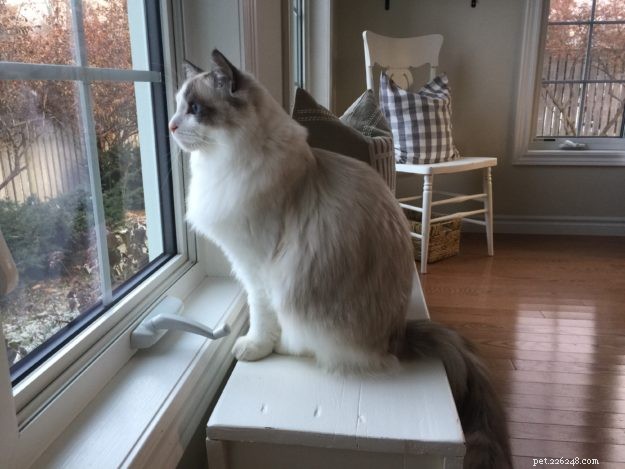 ZeeZee – Featured Ragdoll of the Week