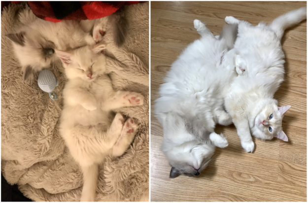 How Ragdoll Cats  Colors Evolve: A Complete Guide to Their Life‑Long Color Changes