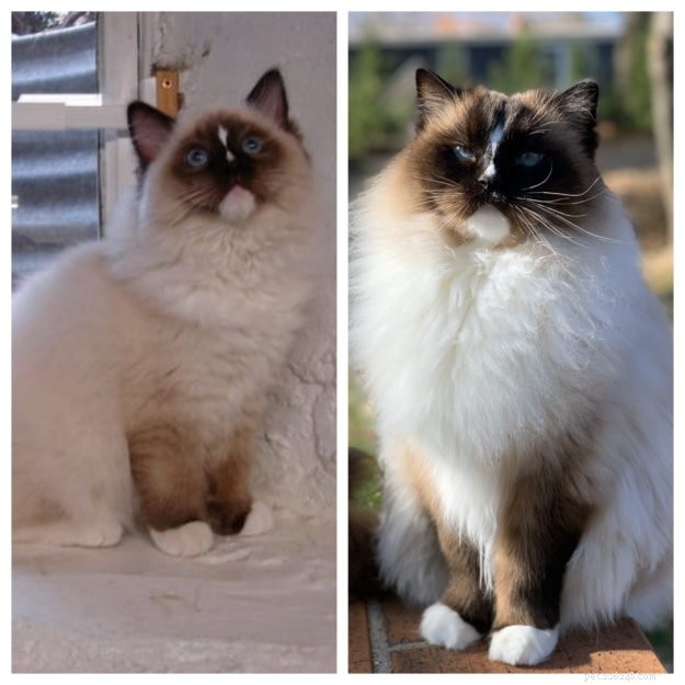 How Ragdoll Cats  Colors Evolve: A Complete Guide to Their Life‑Long Color Changes