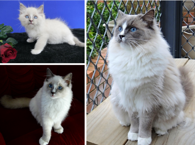 How Ragdoll Cats  Colors Evolve: A Complete Guide to Their Life‑Long Color Changes