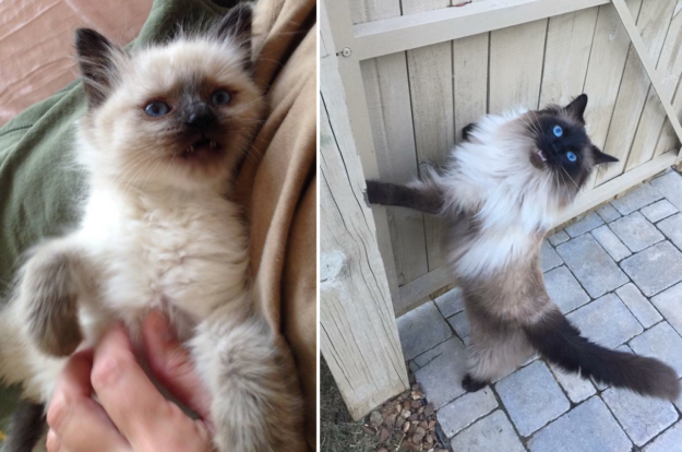 How Ragdoll Cats  Colors Evolve: A Complete Guide to Their Life‑Long Color Changes