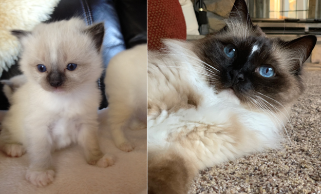 How Ragdoll Cats  Colors Evolve: A Complete Guide to Their Life‑Long Color Changes