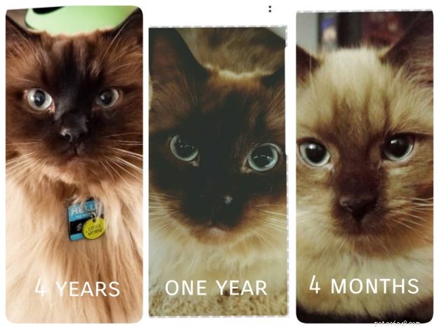 How Ragdoll Cats  Colors Evolve: A Complete Guide to Their Life‑Long Color Changes