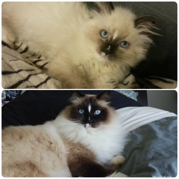 How Ragdoll Cats  Colors Evolve: A Complete Guide to Their Life‑Long Color Changes