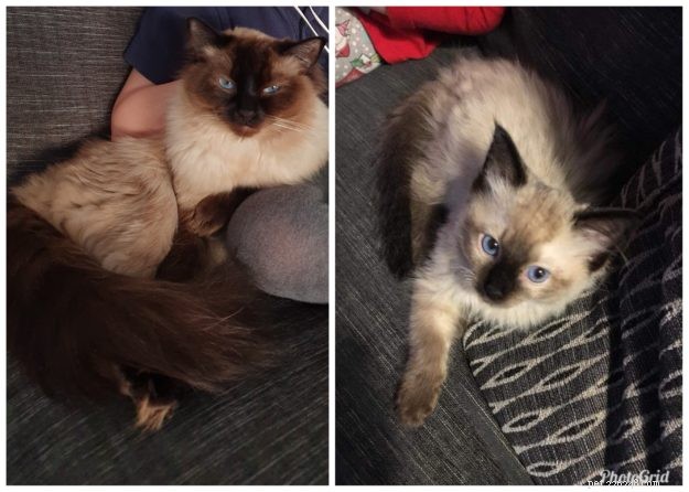 How Ragdoll Cats  Colors Evolve: A Complete Guide to Their Life‑Long Color Changes