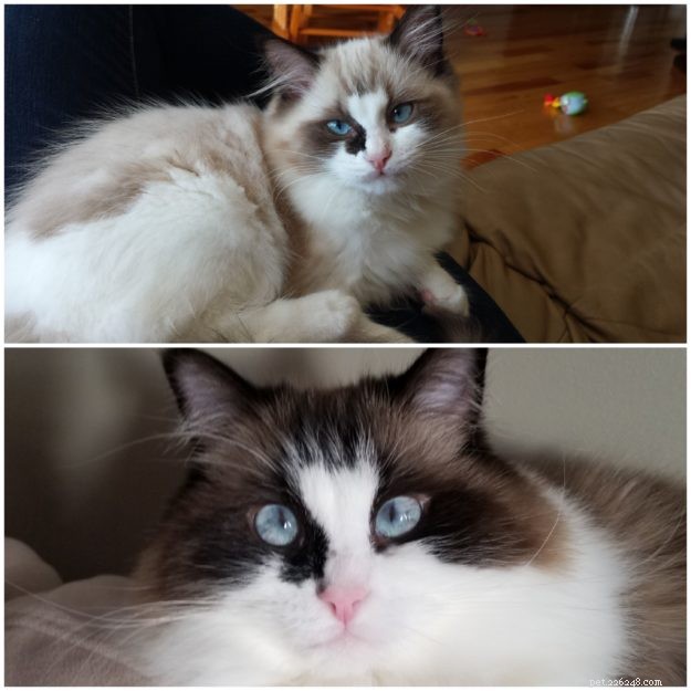 How Ragdoll Cats  Colors Evolve: A Complete Guide to Their Life‑Long Color Changes