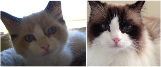 How Ragdoll Cats  Colors Evolve: A Complete Guide to Their Life‑Long Color Changes