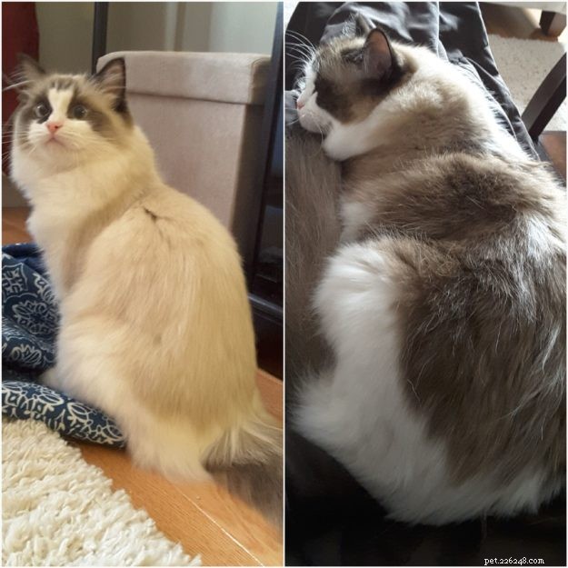 How Ragdoll Cats  Colors Evolve: A Complete Guide to Their Life‑Long Color Changes