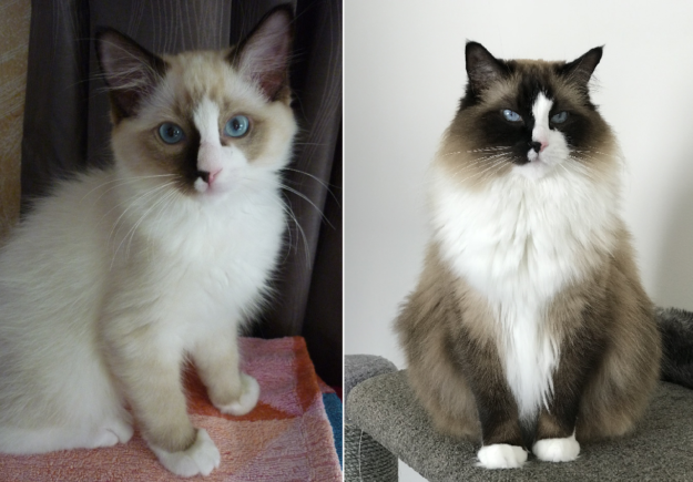 How Ragdoll Cats  Colors Evolve: A Complete Guide to Their Life‑Long Color Changes