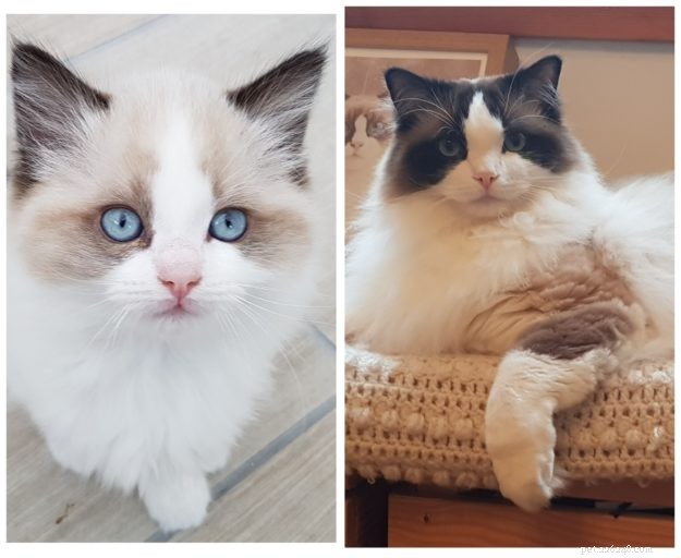 How Ragdoll Cats  Colors Evolve: A Complete Guide to Their Life‑Long Color Changes