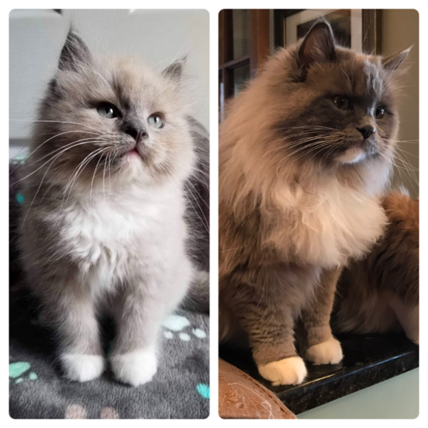 How Ragdoll Cats  Colors Evolve: A Complete Guide to Their Life‑Long Color Changes