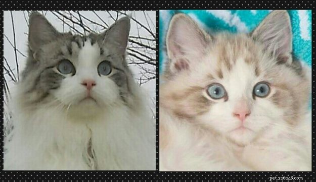 How Ragdoll Cats  Colors Evolve: A Complete Guide to Their Life‑Long Color Changes