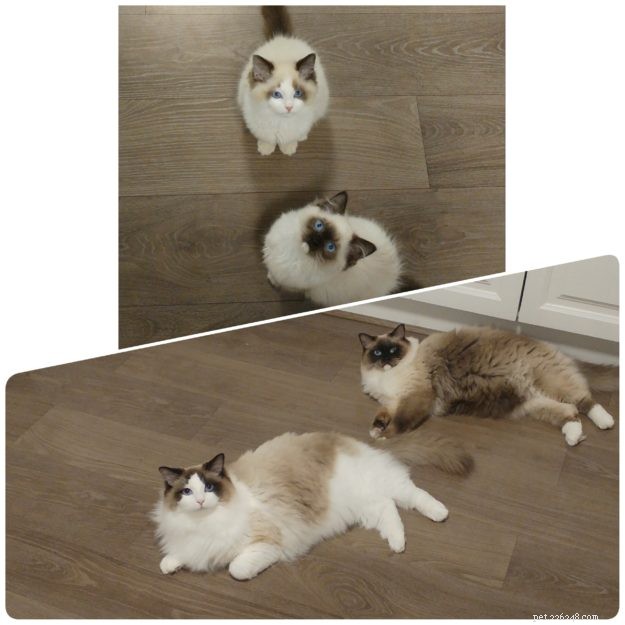 How Ragdoll Cats  Colors Evolve: A Complete Guide to Their Life‑Long Color Changes