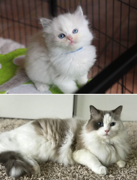 How Ragdoll Cats  Colors Evolve: A Complete Guide to Their Life‑Long Color Changes
