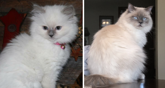 How Ragdoll Cats  Colors Evolve: A Complete Guide to Their Life‑Long Color Changes