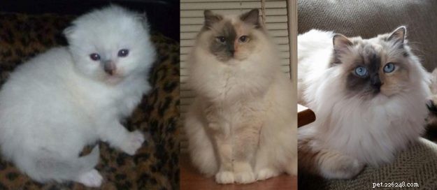 How Ragdoll Cats  Colors Evolve: A Complete Guide to Their Life‑Long Color Changes