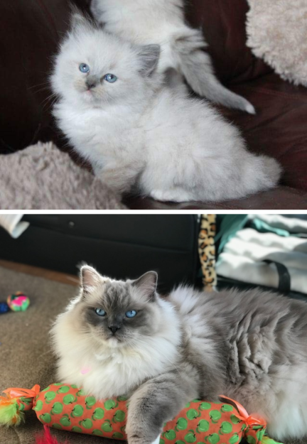 How Ragdoll Cats  Colors Evolve: A Complete Guide to Their Life‑Long Color Changes