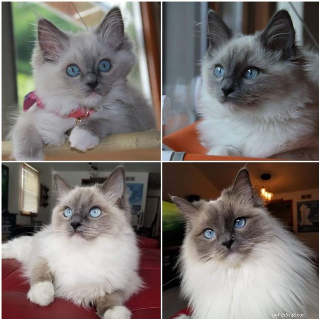 How Ragdoll Cats  Colors Evolve: A Complete Guide to Their Life‑Long Color Changes