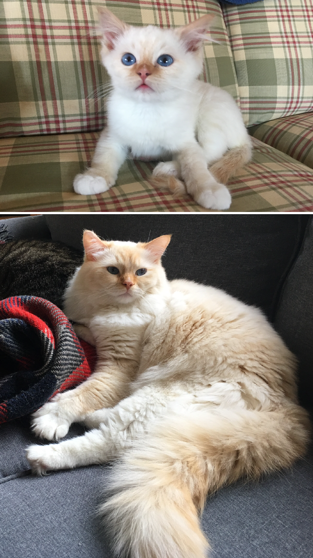 How Ragdoll Cats  Colors Evolve: A Complete Guide to Their Life‑Long Color Changes