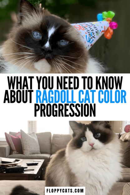 How Ragdoll Cats  Colors Evolve: A Complete Guide to Their Life‑Long Color Changes