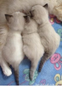 Choosing Between Male or Female Ragdoll Kittens: What Matters Most
