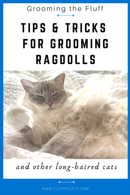 Ragdoll Cat Color & Pattern Guide: Elegance in Every Coat
