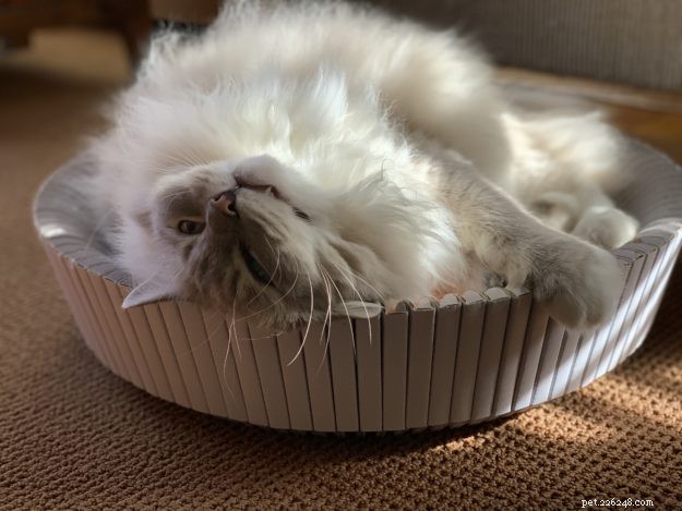 Ragdoll Cat Color & Pattern Guide: Elegance in Every Coat