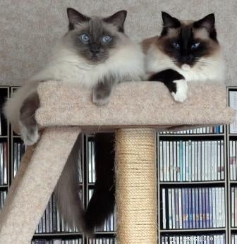 Ragdoll Cat Color & Pattern Guide: Elegance in Every Coat