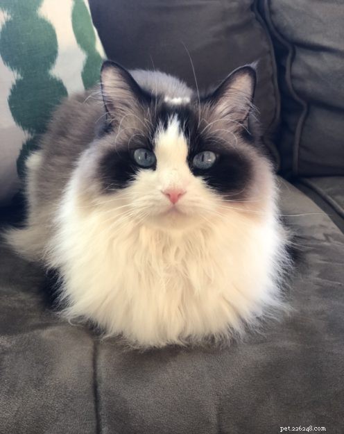 Ragdoll Cat Color & Pattern Guide: Elegance in Every Coat