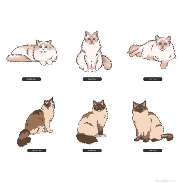 Ragdoll Cat Color & Pattern Guide: Elegance in Every Coat