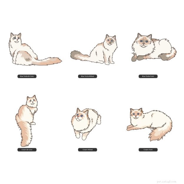 Ragdoll Cat Color & Pattern Guide: Elegance in Every Coat