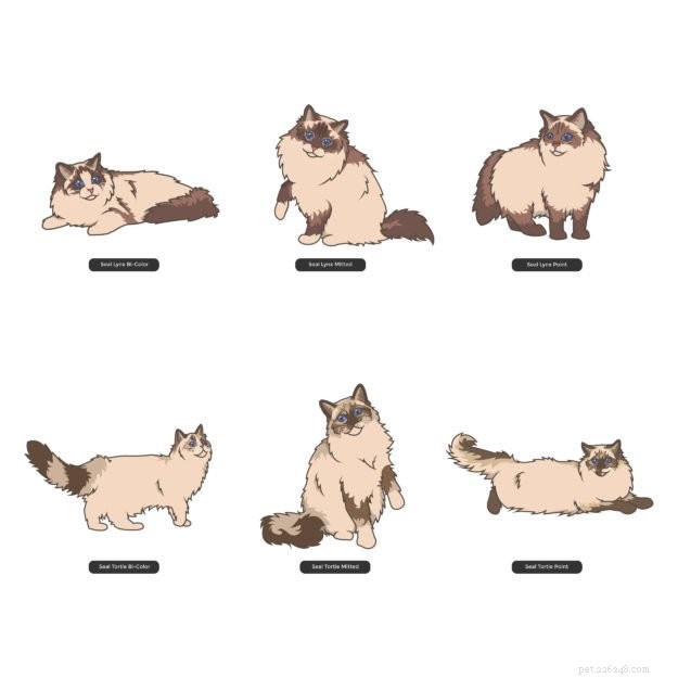 Ragdoll Cat Color & Pattern Guide: Elegance in Every Coat
