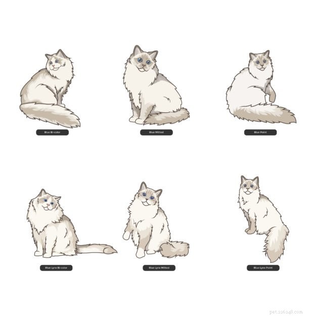 Ragdoll Cat Color & Pattern Guide: Elegance in Every Coat