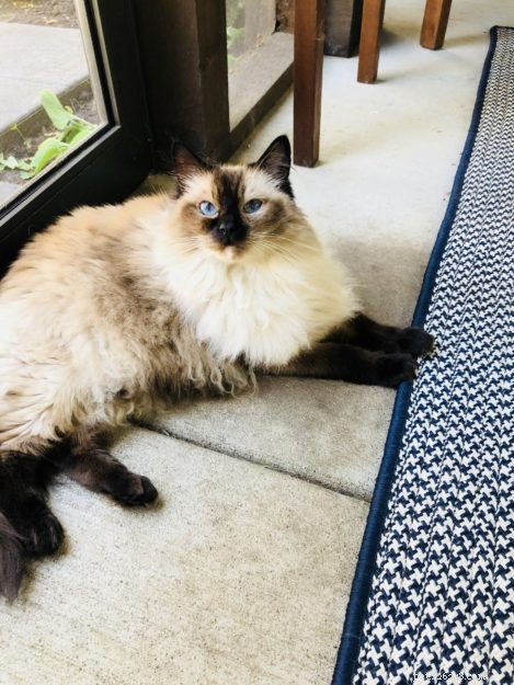Ragdoll Cat Color & Pattern Guide: Elegance in Every Coat
