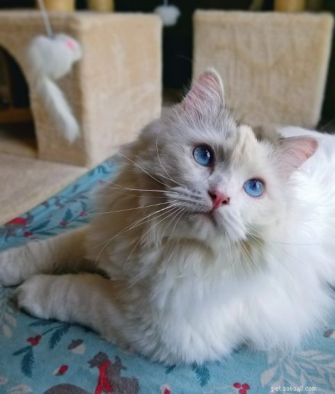 Ragdoll Cat Color & Pattern Guide: Elegance in Every Coat