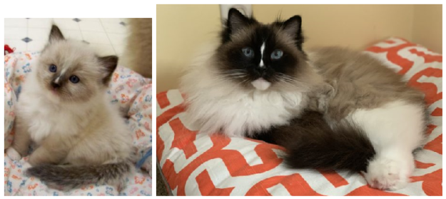 Ragdoll Cat Color & Pattern Guide: Elegance in Every Coat