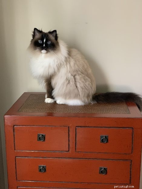 Ragdoll Cat Color & Pattern Guide: Elegance in Every Coat