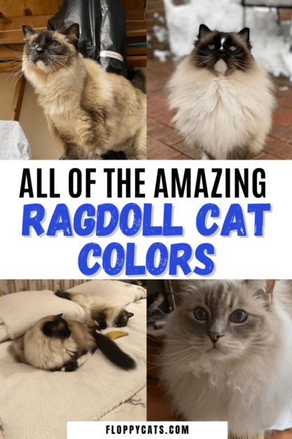 Ragdoll Cat Color & Pattern Guide: Elegance in Every Coat