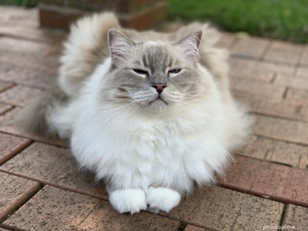 Ragdoll Cat Color & Pattern Guide: Elegance in Every Coat