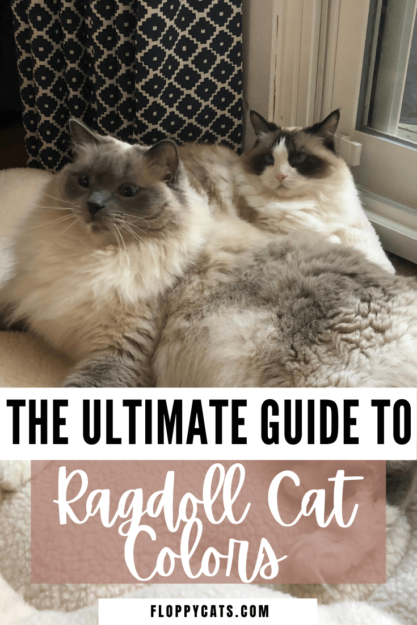 Ragdoll Cat Color & Pattern Guide: Elegance in Every Coat