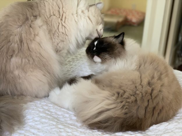 Ragdoll Cat Color & Pattern Guide: Elegance in Every Coat