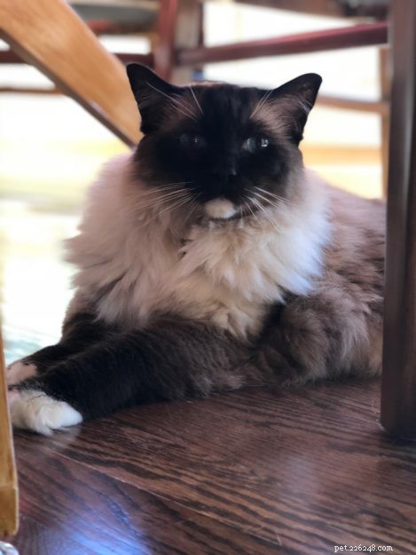 Ragdoll Cat Color & Pattern Guide: Elegance in Every Coat