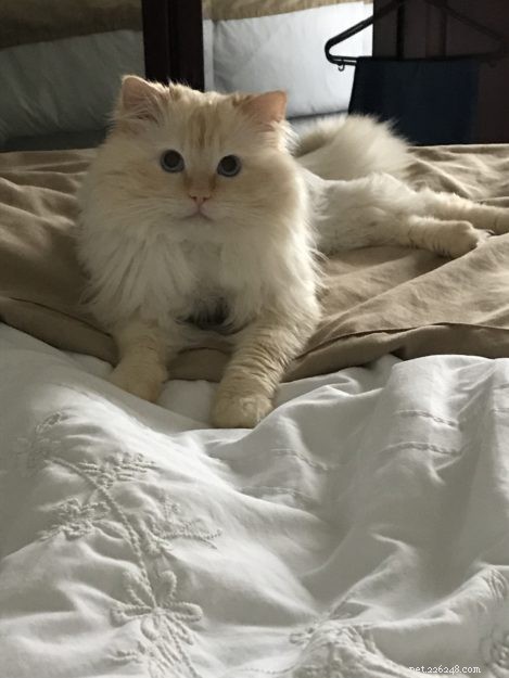 Woody: The Charming Two‑Year‑Old Ragdoll Cat