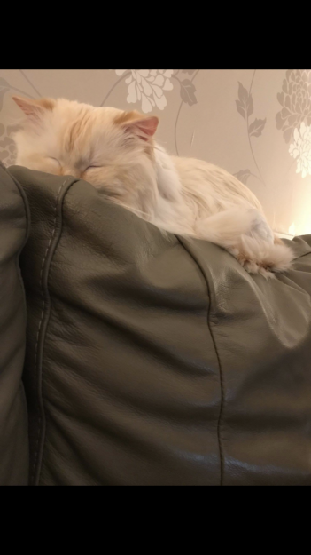 Woody: The Charming Two‑Year‑Old Ragdoll Cat