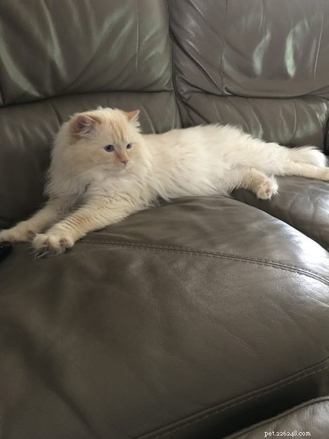 Woody: The Charming Two‑Year‑Old Ragdoll Cat