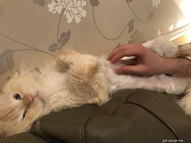 Woody: The Charming Two‑Year‑Old Ragdoll Cat